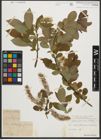 Foto von Salix silesiaca Willd.
